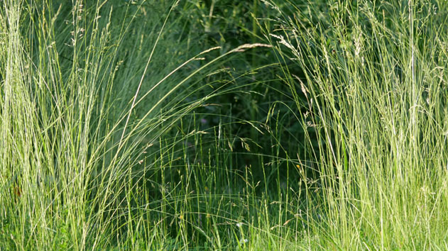 Hohes Gras