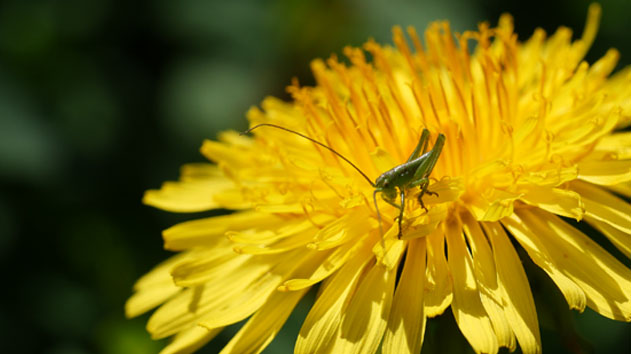 Heuschrecke auf Löwenzahnblüte