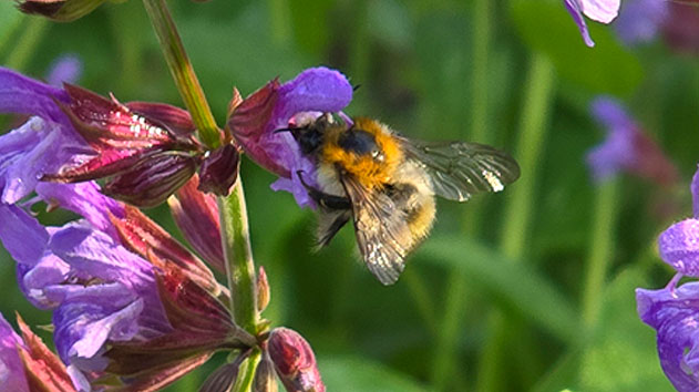 Hummel auf Salbei