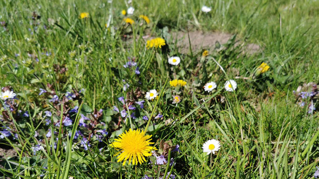 wilde Ecke im Garten