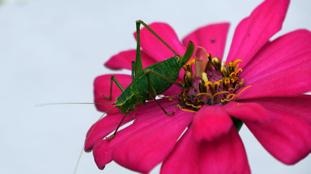 Artenvielfalt im Garten